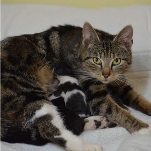 Valerie und ihre Babys