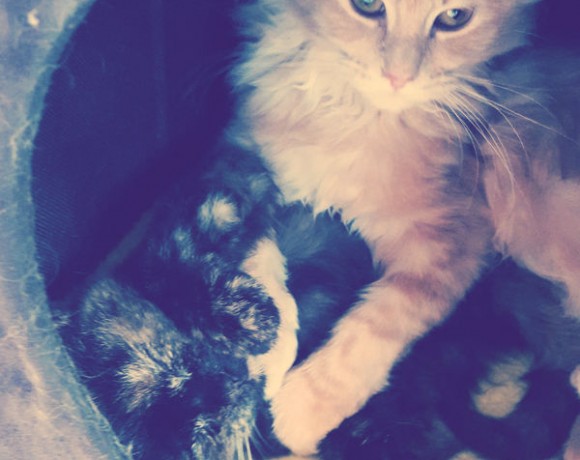 Ivy und Amy Ivy und Amy