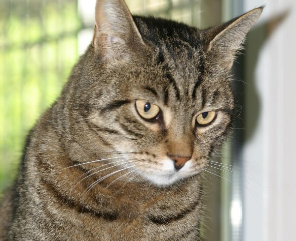 Valentins-Katzen zum Verlieben: Mecki Valentins-Katzen zum Verlieben: Mecki