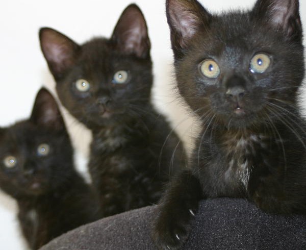 Jonte, Svea und Eltje