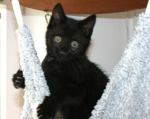 Jonte, Svea und Eltje