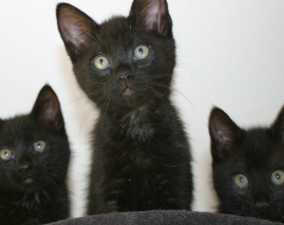 Jonte, Svea und Eltje