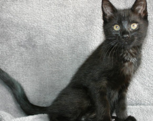 Jonte, Svea und Eltje