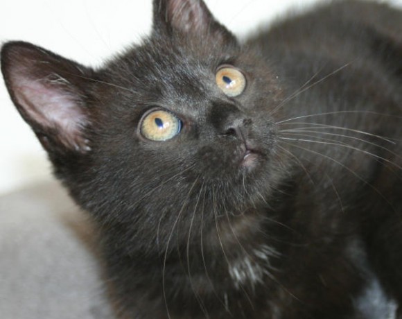 Jonte, Svea und Eltje