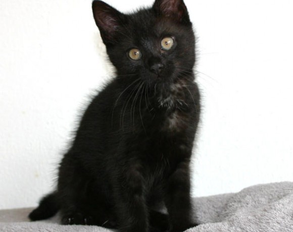 Jonte, Svea und Eltje