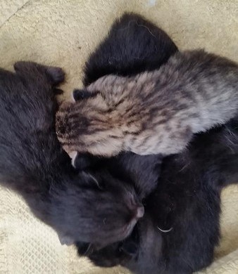 Katzenbabys am Bauhaus