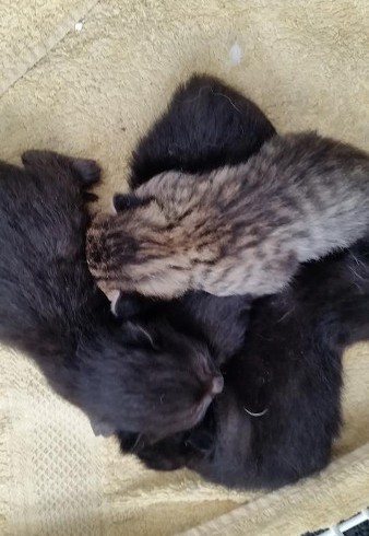 Einsatz in Hennef Einsatz in Hennef