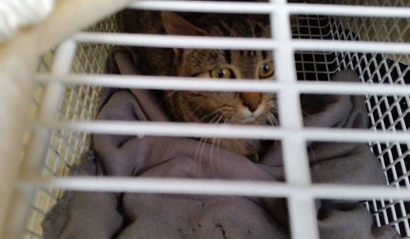 Mutterkatze vom Bauhaus