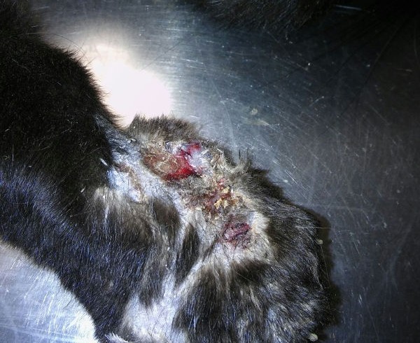 Zeig her, Deine Pfote! – Verletzte Katze an der Futterstelle Zeig her, Deine Pfote! – Verletzte Katze an der Futterstelle