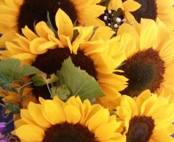 Hinweis: Ab 1.9.2016 Catsitter-Club selbst in Urlaub Hinweis: Ab 1.9.2016 Catsitter-Club selbst in Urlaub