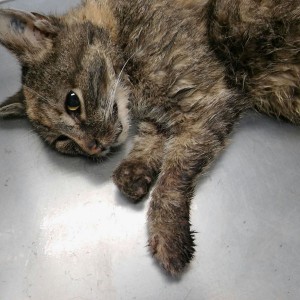 Verletzte Fundkatze aus Bornheim