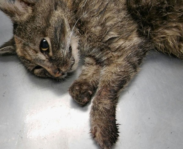 THW-Helfer finden verletzte, kranke Katze mit ungewöhnlicher Tätowierung