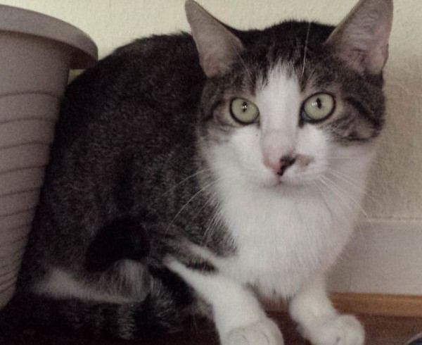 Valentins-Katzen zum Verlieben: Ozzy, genannt Männlein Valentins-Katzen zum Verlieben: Ozzy, genannt Männlein