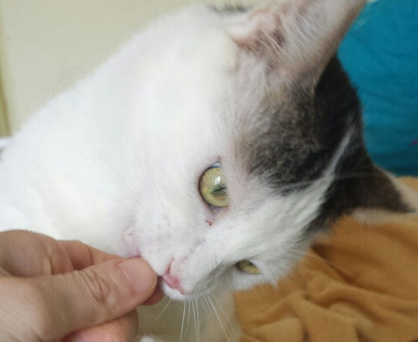 15 Wohnungskatzen aufgenommen