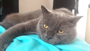 Fundkater Einbrecher Gonzo