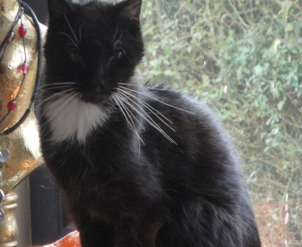 Wir sind nominiert für den Deutschen Tierschutzpreis! Wir sind nominiert für den Deutschen Tierschutzpreis!