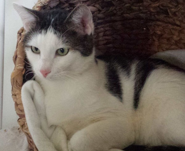 Valentins-Katzen zum Verlieben: Mütze Valentins-Katzen zum Verlieben: Mütze