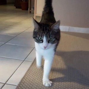 Hennefer Dachkater Jimmy