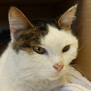 Alfterer Fundkatze Sissi stammt aus St. Gallen