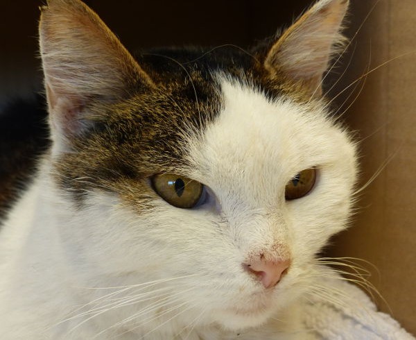 Sensationelles Happy End: Schweizer Katze Sissi nach 13 Monaten in Alfter gefunden! Sensationelles Happy End: Schweizer Katze Sissi nach 13 Monaten in Alfter gefunden!