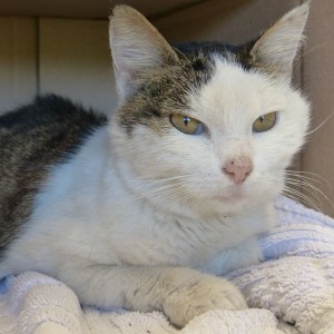 Katze Sissi aus St. Gallen