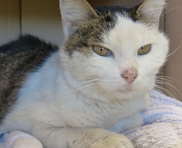 wowarsissi.com wowarsissi.com