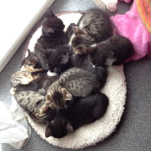 Katzenbabys beim Katzenschutz