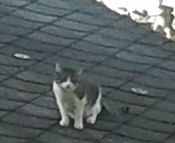 Hennef-Uckerath: Unglückliche Rettungsaktion dennoch irgendwie erfolgreich Hennef-Uckerath: Unglückliche Rettungsaktion dennoch irgendwie erfolgreich