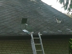 Katze auf dem Dach in Hennef-Uckerath