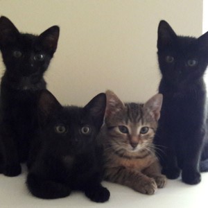 Mariechen, Lilli, Leni, Leo