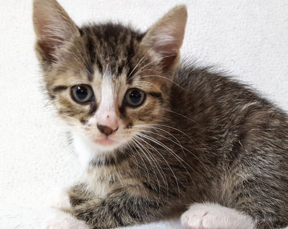 Alba, Lissy, Smokie, Lola