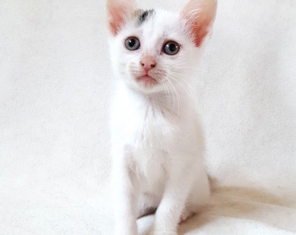 Alba, Lissy, Smokie, Lola