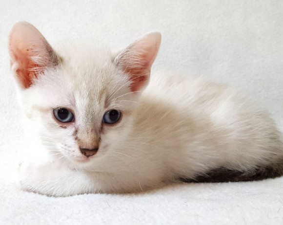 Alba, Lissy, Smokie, Lola