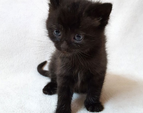 Alba, Lissy, Smokie, Lola