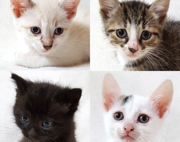 Alba, Lissy, Smokie, Lola