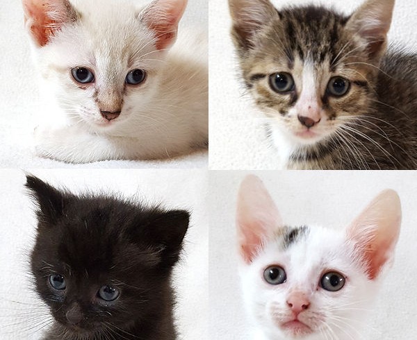 Alba, Lissy, Smokie, Lola