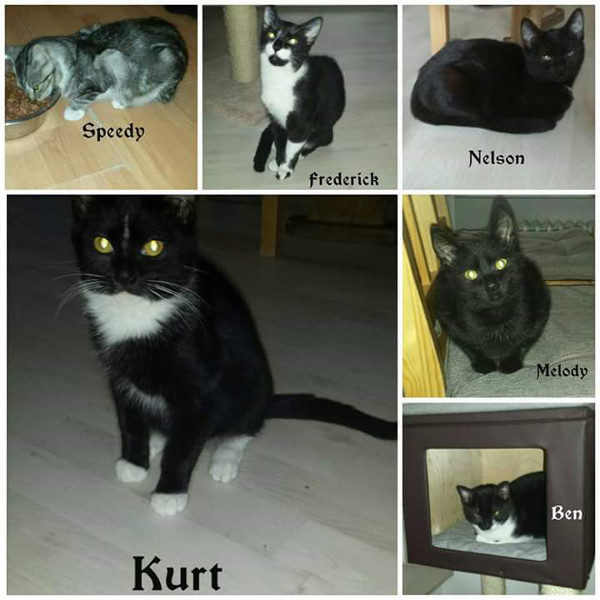 katze618_619_620_621_622_623_kurt_speedy_melody_ben_nelson_frederick