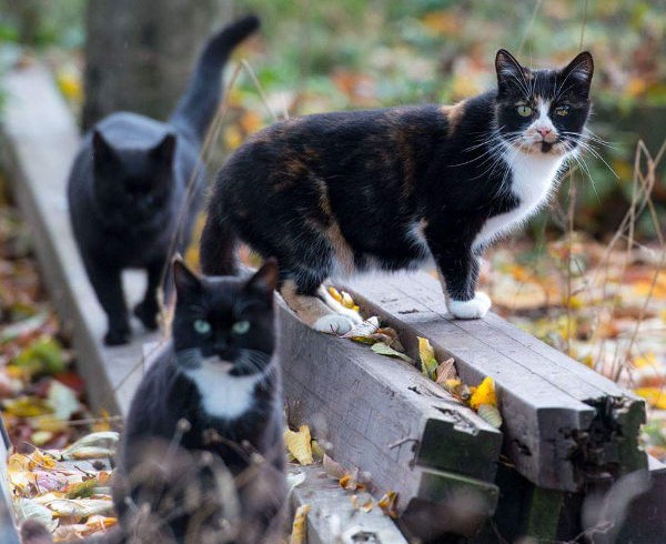 Heute noch nichts vor? Kastrationspflicht im Rhein-Sieg-Kreis Heute noch nichts vor? Kastrationspflicht im Rhein-Sieg-Kreis