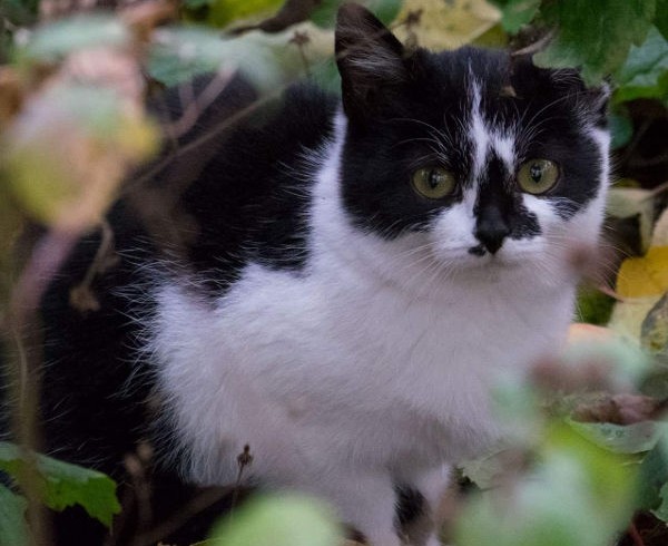 Kastrations-, Kennzeichnungs- und Registrierungspflicht im Rhein-Sieg-Kreis beschlossen Kastrations-, Kennzeichnungs- und Registrierungspflicht im Rhein-Sieg-Kreis beschlossen