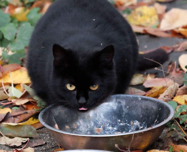 Fütterungshelfer in Troisdorf gesucht: Gartenkatzen brauchen Betreuer Fütterungshelfer in Troisdorf gesucht: Gartenkatzen brauchen Betreuer