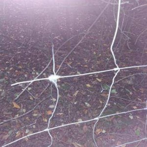 Drahtzaun von Kater Max