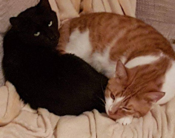 Garfield und Schiopi