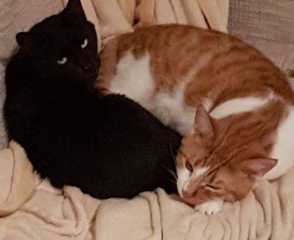 Garfield und Schiopi