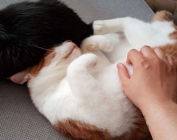 Garfield und Schiopi