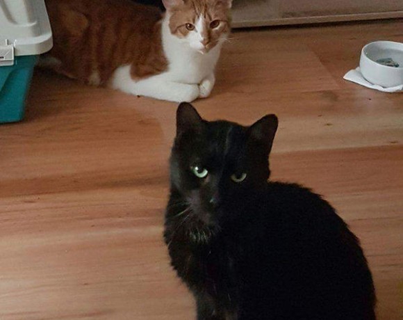 Garfield und Schiopi