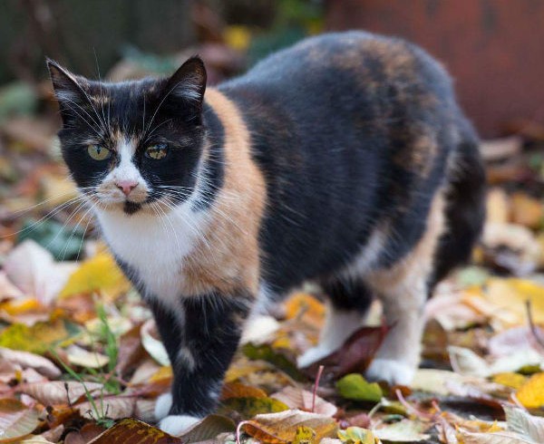 Wo ist Goldie? – Buntes Einauge wieder in Swisttal auf Wanderschaft! Wo ist Goldie? – Buntes Einauge wieder in Swisttal auf Wanderschaft!