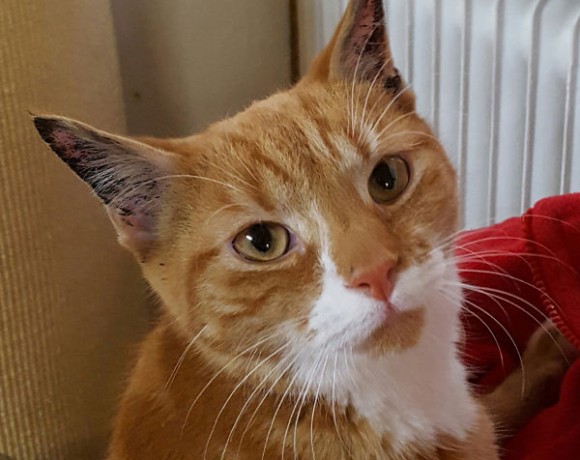 Tom und Lucky Tom und Lucky