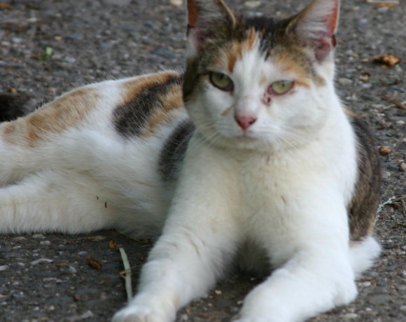 Bornheimer Straßenkatzen
