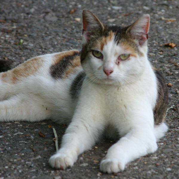 Bornheimer Straßenkatzen
