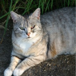 20. Türchen – Bornheimer Straßenkatzens Wunschzettel